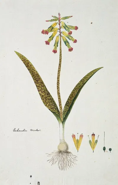 Lachenalia aloides (L.f.) Engl. var. aloides (Opal flowers) by Robert Jacob Gordon, 1777 - 1786 — digital art print download