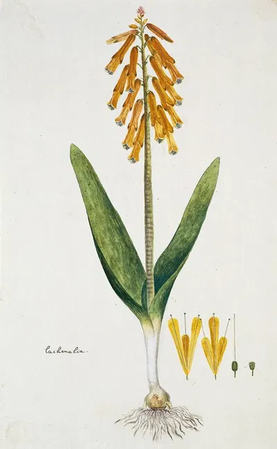 Lachenalia aloides (L.f.) Engl. var. aurea (Opal flower) by Robert Jacob Gordon, 1777 - 1786 — digital art print download