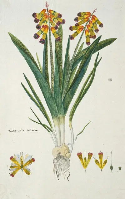 Lachenalia aloides (L.f.) Engl. var. quadricolor (Opal flower) by Robert Jacob Gordon, 1777 - 1786 — digital art print…