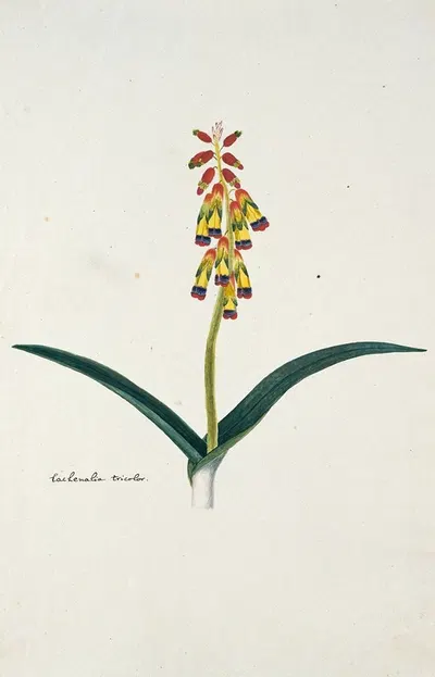 Lachenalia aloides (L.f.) Engl. var. quadricolor. by Robert Jacob Gordon, 1777 - 1786 — digital art print download