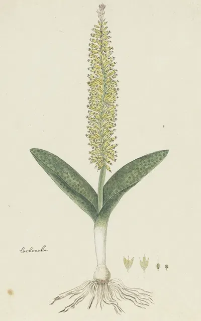 Lachenalia arbuthnotiae W.F. Barker (Hyacinth) by Robert Jacob Gordon, 1777 - 1786 — digital art print download