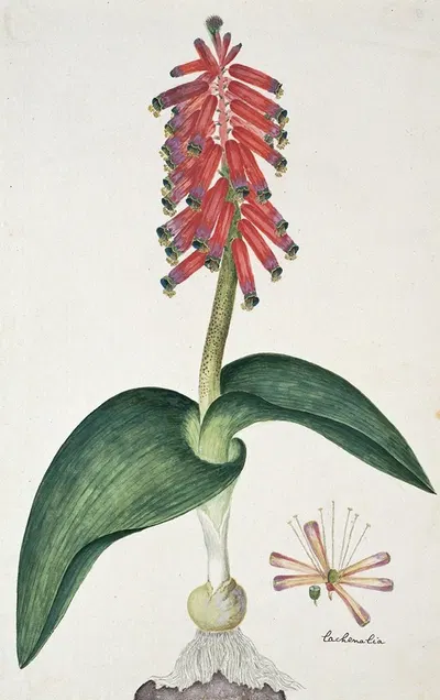 Lachenalia bulbifera (Cirillo) Engl. by Robert Jacob Gordon, 1777 - 1786 — digital art print download