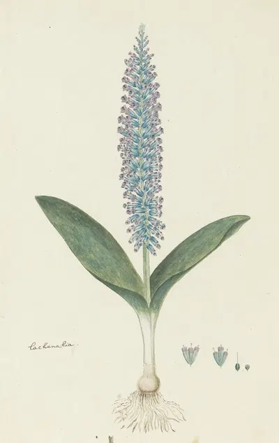 Lachenalia mediana Jacq. by Robert Jacob Gordon, 1777 - 1786 — digital art print download