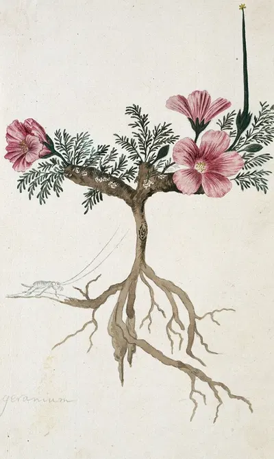 Monsonia multifidum E.Mey. ex Kunth (with an insect) by Robert Jacob Gordon, 1777 - 1786 — digital art print download