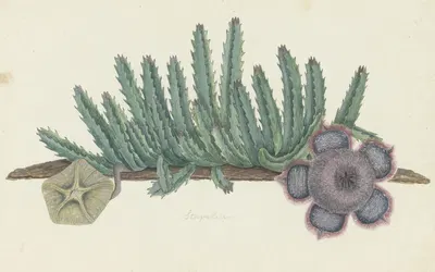 Orbea verrucosa (Masson) L.C. Leach.(SHirsute stapelia) by Robert Jacob Gordon, 1777 - 1786 — digital art print download