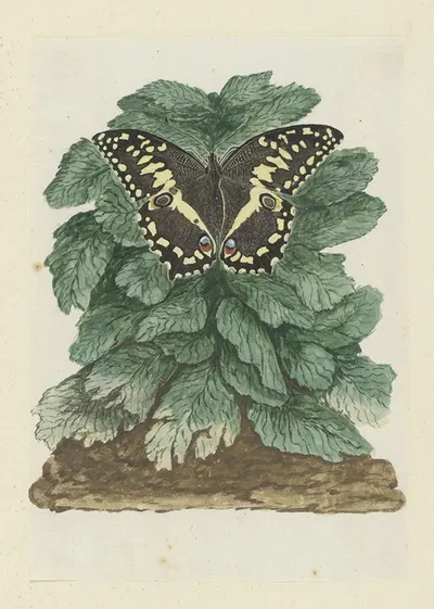 Papilio demodocus (Citrus or Christmas butterfly) on an unidentified plant by Robert Jacob Gordon, 1777 - 1786 — digital…
