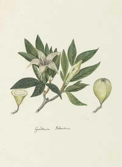 Rothmannia capensis Thunb, formerly gardenia capensis Druce (Wild Gardenia or common Rothmannia) by Robert Jacob Gordon,…