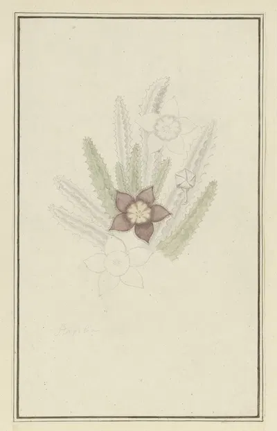 Stapelia hirsute L. (Starfish flower) by Robert Jacob Gordon, 1777 - 1786 — digital art print download