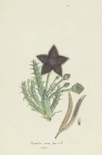 Tridentea gemmiflora (Masson) Haw.(Stapelia gemmiflora) by Robert Jacob Gordon, 1777 - 1786 — digital art print download