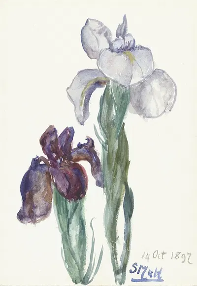 Irissen by Sientje Mesdag Van Houten, 1897 — digital art print download
