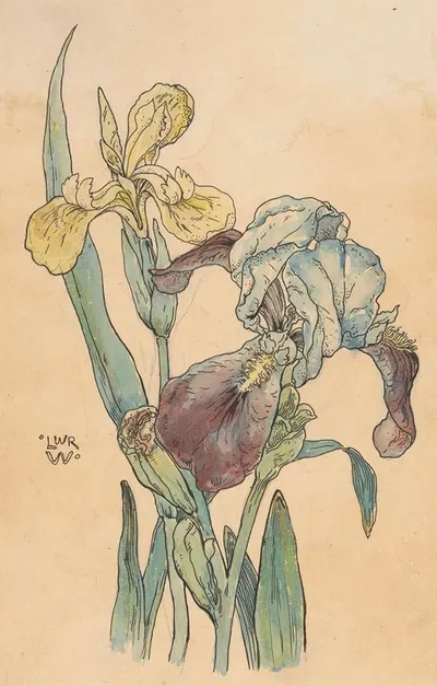 Iris by Willem Wenckebach — digital art print download