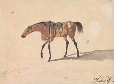 A Saddle Horse of the Duke of Devonshire by Питер Тиллеманс — digital art print download