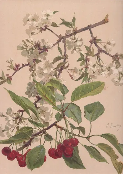 Aquarelle d'une branche de cerisier by Алиса Байи — digital art print download