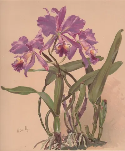 Aquarelle d'une orchidée du genre Cattleya by Alice Bailly — digital art print download