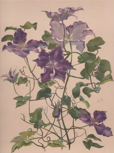 Aquarelle d'une clématite à grandes fleurs by Алиса Байи — digital art print download
