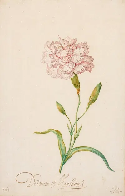 Pink Carnation by Balthasar van der Ast — digital art print download