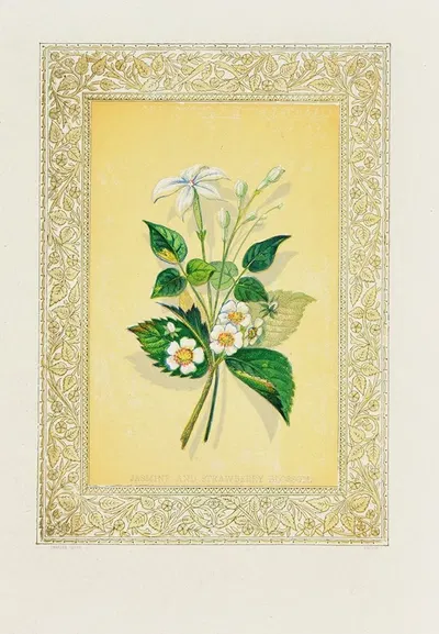 Jasmine and Strawberry Blossom by John Henry Ingram, 1869 — digital art print download