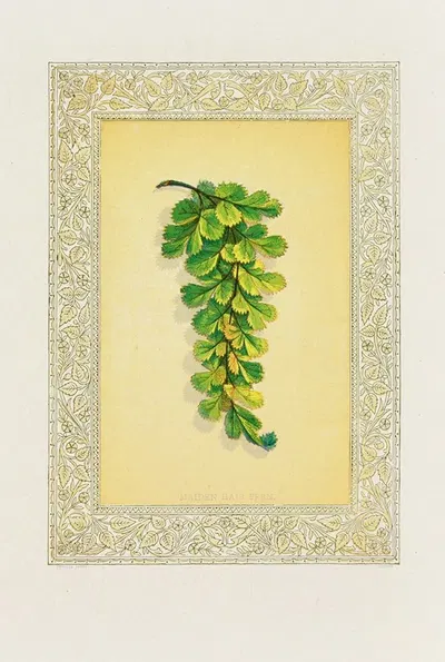 Maiden Hair Fern by John Henry Ingram, 1869 — digital art print download