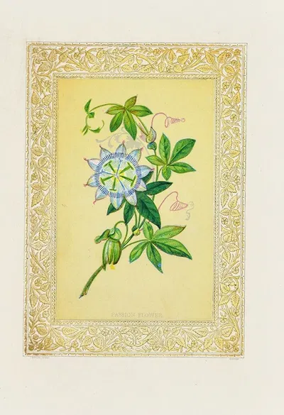 Passion flower by John Henry Ingram, 1869 — digital art print download