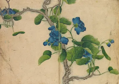 Climbing Blue Flowers by Zhang Ruoai — digital art print download