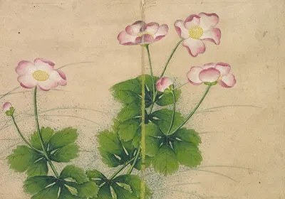 Mallow flowers by Zhang Ruoai — digital art print download