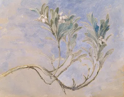 Study of a Sprig of a Myrtle Tree by Джон Рескин — digital art print download