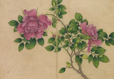 Rose by Zhang Ruoai — digital art print download