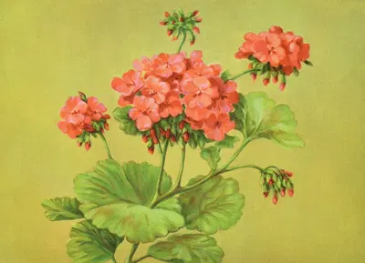 Scarlet Geranium by Lafayette F. Cargill, 1937 — digital art print download