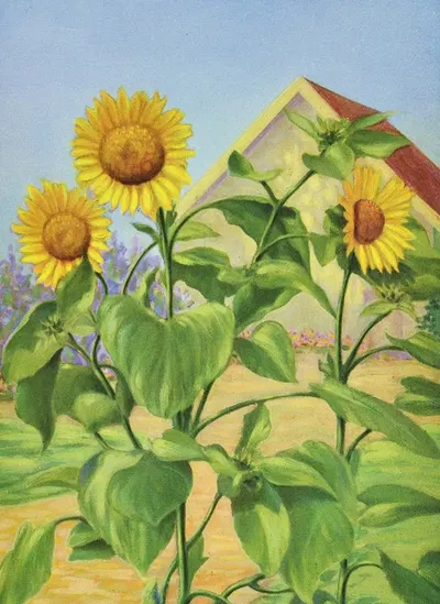 Sunflower by Lafayette F. Cargill, 1937 — digital art print download