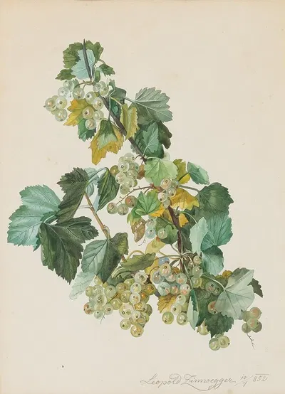 Grüne Ribisel by Leopold Zinnögger, 1852 — digital art print download