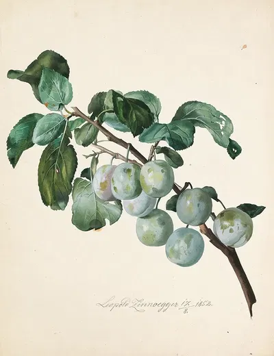 Ringlottenzweig by Leopold Zinnögger, 1852 — digital art print download
