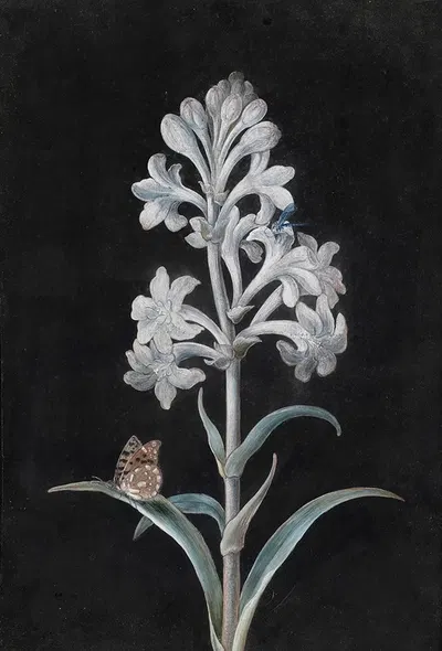 Weiße Hyacinthe by Маргарета Барбара Дицш — digital art print download