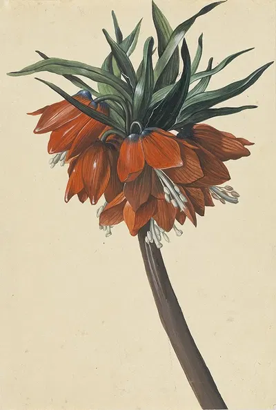 Frittelaria imperialis by Sebastian Wegmayr — digital art print download