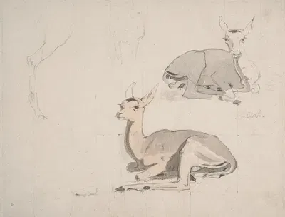 Studies of Young Pallah Deer Resting by Samuel Daniell — digital art print download