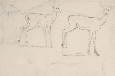 Study for Two Standing Pallah Deer by Самуэль Даниэль — digital art print download