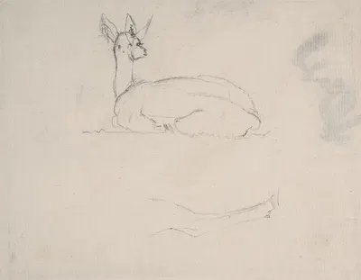 Study of a Deer Resting, back view by Samuel Daniell — digital art print download