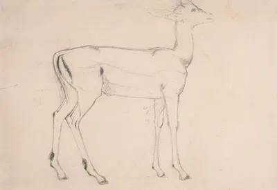 Study of a Standing Deer by Самуэль Даниэль — digital art print download