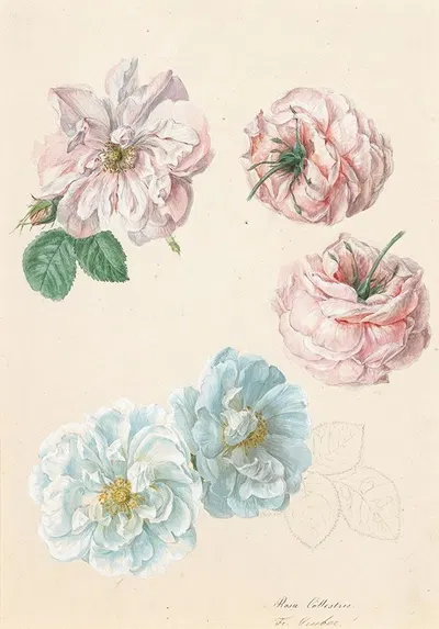 Pink and white roses by Франц Ксавер Грубер — digital art print download