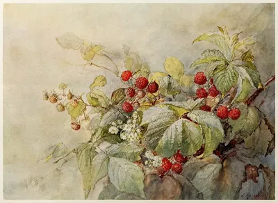 Red Raspberries by Joseph Kallaus, 1914 — digital art print download