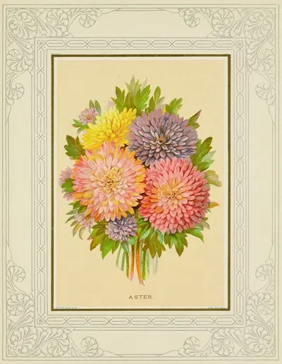 Aster by Marcus Ward & Co, 1877 — digital art print download