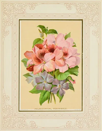 Pelargonium, Periwinkle by Marcus Ward & Co, 1877 — digital art print download