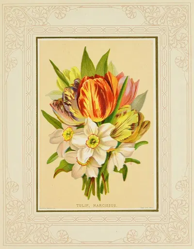 Tulip, Narcissus by Marcus Ward & Co, 1877 — digital art print download