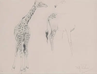 A study of two giraffes by Вильгельм Кунерт — digital art print download