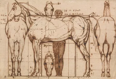Anatomical Study of a Horse by William Mulready — digital art print download