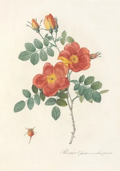 Rosa Eglanteria Var.Punicea by Pierre-Joseph Redouté, 1817 - 1824 — digital art print download