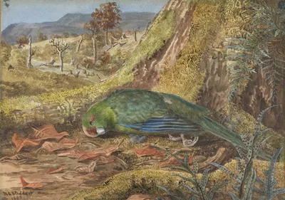 Коренной попугай в моховом и кустарниковом окружении by Маргарет Стоддарт, 1885 — digital art print download