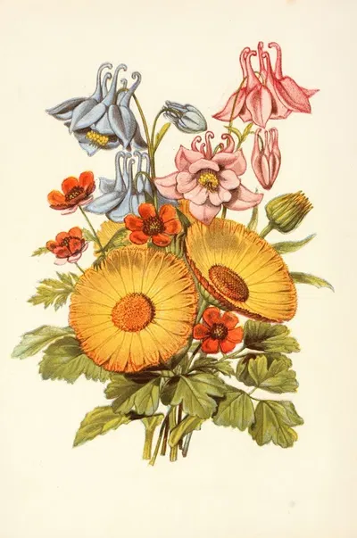 Columbine, Marigold, Pheasant's Eye by Robert Tyas, 1869 — digital art print download