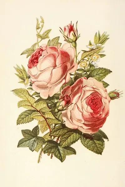 Rose, Myrtle, Ivy by Robert Tyas, 1869 — digital art print download