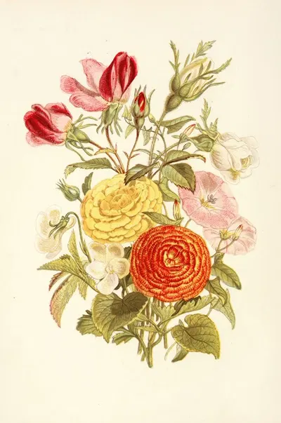White Violet, Small Bindweed, Asiatic Ranunculus, Rosebud by Robert Tyas, 1869 — digital art print download