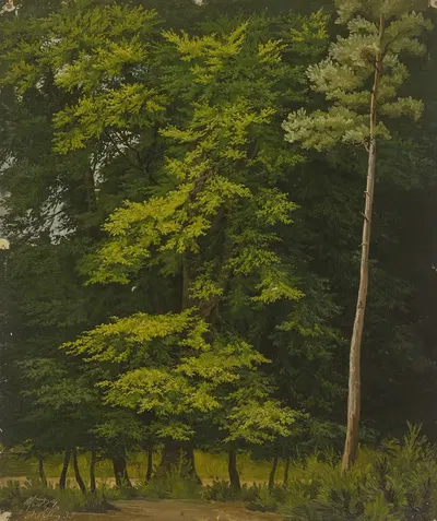 Широколиственный лес (эскиз маслом) by Кристиан Хеердт, 1835 — digital art print download